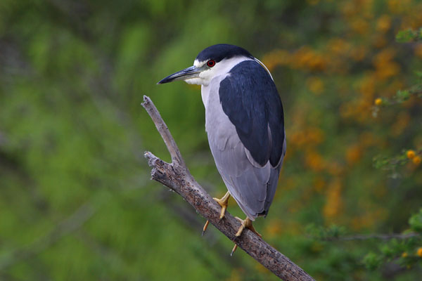 Black-crowned Night Heron © Russ Chantler